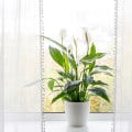 Best Air Purifying House Plants to Boost Your HVAC Tune-Up Efficiency