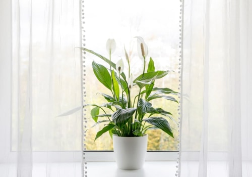 Best Air Purifying House Plants to Boost Your HVAC Tune-Up Efficiency